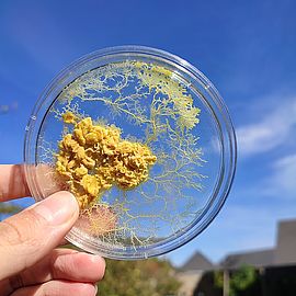 Agrandir l'image (fenêtre modale)